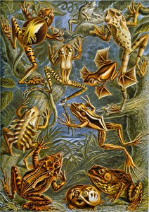 Illustration of Frogs and Toads c.1909 by Adolphe Philippe Millot