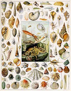 Illustration of Seashells c.1923