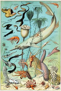 Illustration of a Deep Sea Underwater Scene c.1923 by Adolphe Philippe Millot