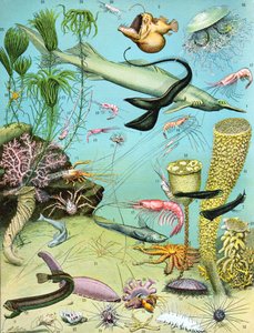 Illustration of a Deepwater Ecosystem c.1923