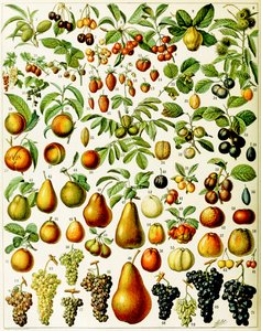 Illustration of Fruit c.1923 by Adolphe Philippe Millot
