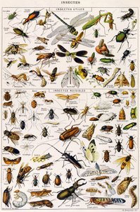 Illustration of useful Insects and insect pests by Adolphe Philippe Millot