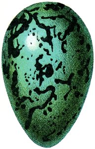 Puffin Egg, 1923 by Adolphe Philippe Millot