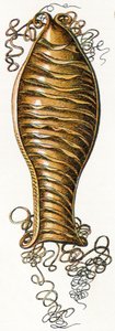 Ridged Egg Case of Catshark, 1923 by Adolphe Philippe Millot