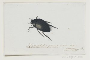 Black Water Beetle by Adriaan van der Willigen