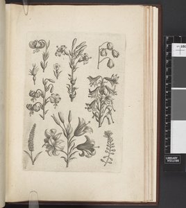 Illustration of plants, 