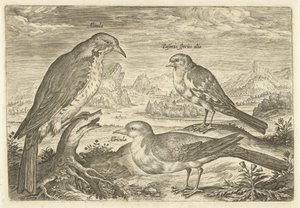 Three Birds in a Landscape (Living Birds)
