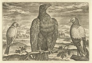 Three Birds in a Landscape (series title: Avivm Vivae, Birds) by Adriaen Collaert