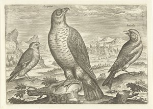 Three birds in a landscape, Birds (series title), Avivm vivae (series title)