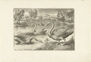 Three Swans in a Pond by Adriaen Collaert