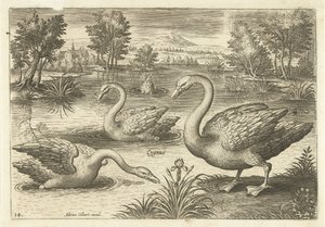 Three Swans in a Pond (Birds) (Avivm Vivae) by Adriaen Collaert