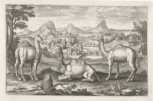 Dromedaries and a Camel by Adriaen Collaert