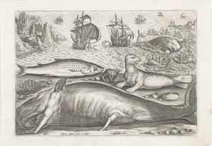 A Haddock, a Sea Lion, and a Whale on the Beach by Adriaen Collaert