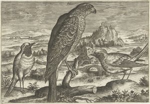 Several Birds in a Landscape (Birds) by Adriaen Collaert