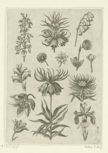 Crown Imperial, Orchid, and Lily of the Valley (series title) by Adriaen Collaert