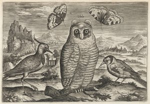 Lapwing, Long Eared Owl, and Goldfinch by Adriaen Collaert