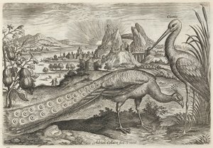 Peacock and Stork by Adriaen Collaert