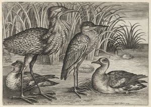 Sawbill, Bittern, Heron and Teal by Adriaen Collaert