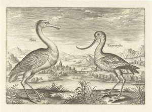 Two Wading Birds in a River Landscape (Birds Series) (Avivm Vivae Series) by Adriaen Collaert