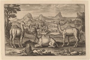 Two Dromedaries and a Camel by Adriaen Collaert
