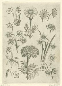Various Flowers, Violets, and Daffodils Florilegium (series title) by Adriaen Collaert