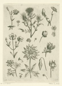 Various Flowers, Including Columbine and Cyclamen by Adriaen Collaert
