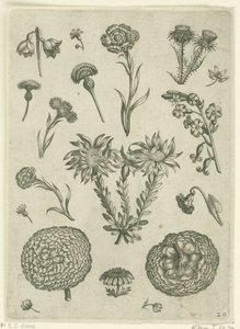 Various Flowers, Including Chrysanthemum and Thistle by Adriaen Collaert