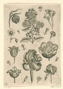 Various Flowers Including Iris and Violet (Florilegium) by Adriaen Collaert