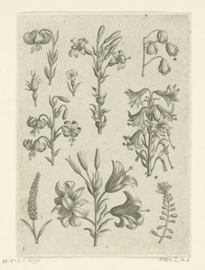 Four Large Lilies and Some Smaller Flowers by Adriaen Collaert