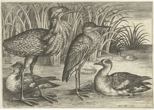 Four Wading Birds Along a Shore by Adriaen Collaert