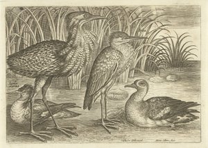 Four Wading Birds Along a Shore by Adriaen Collaert