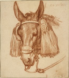 Head of a Donkey with Bridle by Adriaen van de Velde