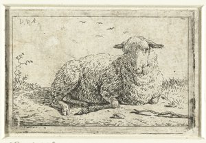 Lying sheep