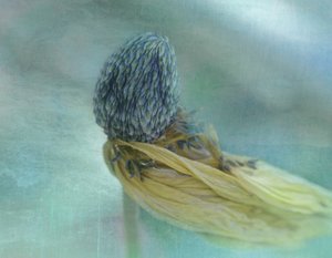 Soft Blue Bloom by Adriana Kastelan