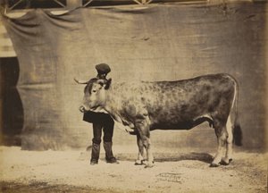 Garonnaise Cow, aged 5 to 6 years, 1856 by Adrien Alban Tournachon