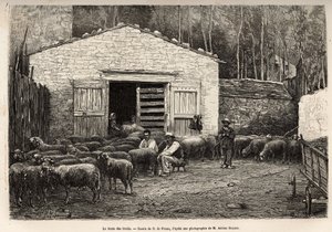 The sheep trade, all the staff of the farm were employed in this task, boy, servant, under the supervision of the shepherd, engraving after a drawing by A. Marie, illustrating a journey to Roquefort and its surroundings, by Adrien Roques and Jules Charton by Adrien Emmanuel Marie