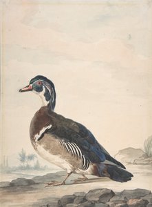 A Duck