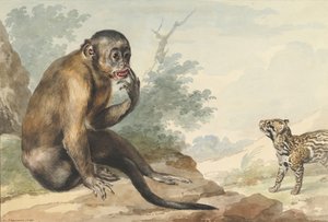 A Monkey Sitting on a Rock Looking at a Civet by Aert Schouman