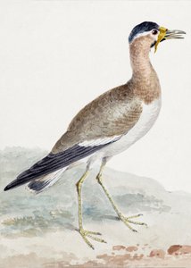 A Yellow Wattled Lapwing by Aert Schouman