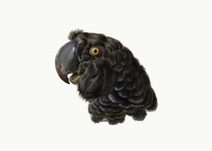 Cockatoo by Aert Schouman