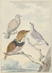 Three Birds, Two Inca Doves and a Collared Bearded Cuckoo by Aert Schouman
