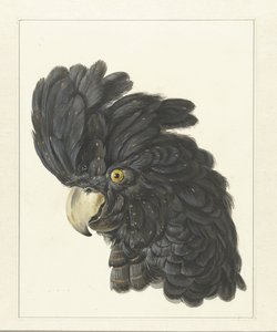 Head of a Cockatoo, Head of a Parrot by Aert Schouman
