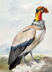 Stone Curlew by Aert Schouman