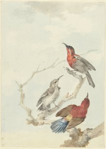 Three Crimson Sunbirds