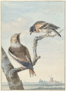Two Birds: A Hawfinch (Coccothraustes coccothraustes) and a Brambling (Fringilla montifringilla) by Aert Schouman