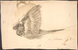 Study of a Dead Bird