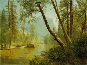 Sunlit Forest
