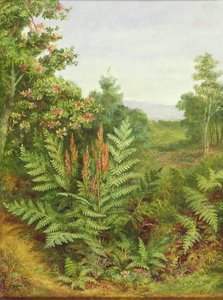 Honeysuckle and Ferns