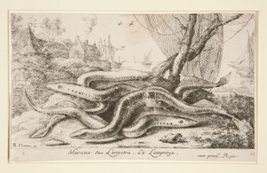 Muraena or Lamprey by Albert Flamen