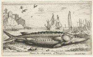 Sturgeon on the Beach